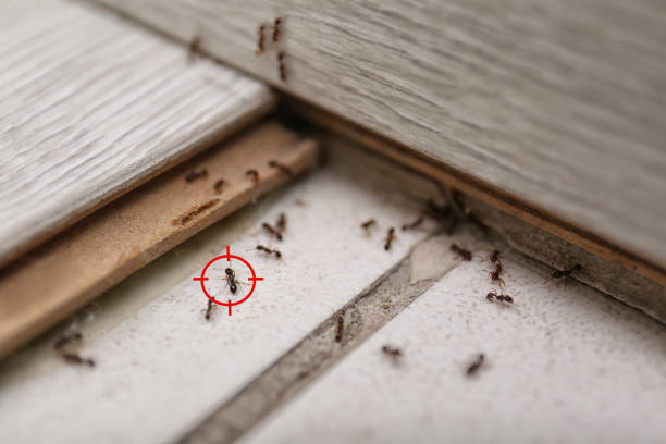 Best Exterminator Services  in Potomac Heights, MD
